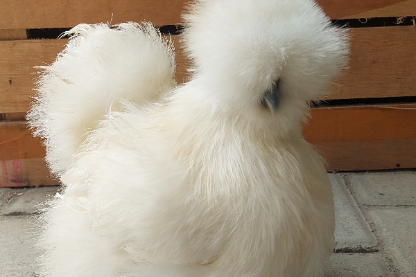 Ayam Hias